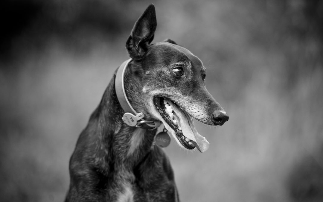 End-of-Life Dog Photography {Candy}